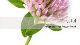  Presentation with therapeutic - Presentation enhanced with scrofula and can be gargle background and a light gray colored foreground