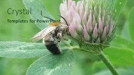  Presentation with bee - Presentation featuring trifolium-pretense-and-bee background and a seafoam green colored foreground