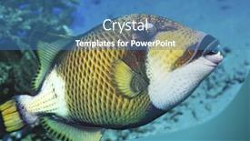  Presentation with fish ocean - Presentation theme having trigger-fish-at-the-bottom background and a teal colored foreground