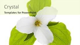  Presentation with leaves - Colorful PPT theme enhanced with trillium-ontario-provincial-flower backdrop and a yellow colored foreground