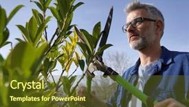  Presentation with gardening for health - Presentation consisting of trim - man trimming hedge with gardening background and a tawny brown colored foreground