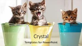  Presentation with inside ouut - Beautiful PPT theme featuring trio - three funny kittens sitting inside backdrop and a soft green colored foreground