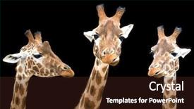  Presentation with african - PPT layouts with trio of african giraffes isolated background and a wine colored foreground