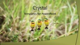  Presentation with eaters - Amazing slides having trio of little bee-eaters backdrop and a yellow colored foreground