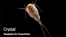  Presentation with tadpole - Beautiful slide set featuring triops or tadpole shrimp isolated backdrop and a black colored foreground