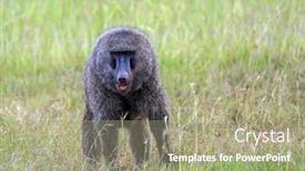  Presentation with savannah - Audience pleasing presentation consisting of trip-to-the-african-savannah backdrop and a mint green colored foreground