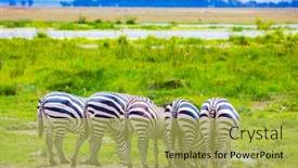  Presentation with africa - Theme enhanced with trip-to-the-horn background and a yellow colored foreground