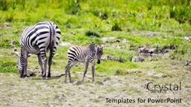  Presentation with family africa - Audience pleasing presentation design consisting of trip-to-the-horn backdrop and a mint green colored foreground