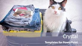  Presentation with waiting - PPT theme enhanced with trip travel with pets background and a gray colored foreground