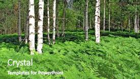  Presentation with fern - Audience pleasing slides consisting of triple saut - fern in birch wood backdrop and a  colored foreground