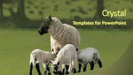  Presentation with new born - Amazing presentation having triple saut - sheep standing in a field backdrop and a tawny brown colored foreground