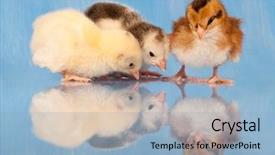  Presentation with chicks - Colorful PPT layouts enhanced with triple saut - three adorable easter chicks pecking backdrop and a light blue colored foreground