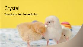  Presentation with chicks - Theme with triple saut - three tiny easter chicks background and a  colored foreground