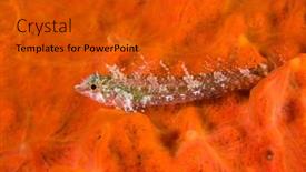  Presentation with red - Slide set enhanced with triplefin-blenny-tripterygion-tripteronotus-over background and a gold colored foreground