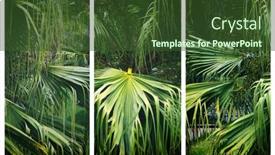  Presentation with palm leaves - Cool new PPT theme with triptych-of-big-green-leaves backdrop and a tawny brown colored foreground