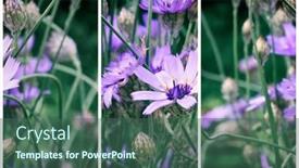  Presentation with flowers - PPT layouts enhanced with triptych-of-blue-flowers-cupid background and a ocean colored foreground