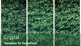  Presentation with trees - Amazing presentation design having triptych-of-fir-trees-branches backdrop and a ocean colored foreground