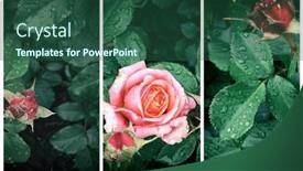  Presentation with water drops - PPT layouts consisting of triptych-of-flowers-and-leaves background and a ocean colored foreground