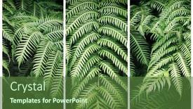  Presentation with fern - Audience pleasing theme consisting of triptych-of-leaves-of-fern backdrop and a tawny brown colored foreground