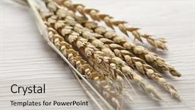  Presentation with ears - Audience pleasing presentation consisting of triticum - dried spelt close up backdrop and a  colored foreground