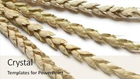  Presentation with april showers close up - PPT theme consisting of triticum - dried spelt close up background and a  colored foreground