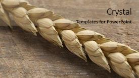  Presentation with ear - Presentation theme featuring triticum - dried spelt close up background and a  colored foreground
