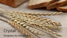  Presentation with ears - Amazing presentation theme having triticum - dried spelt close up backdrop and a  colored foreground