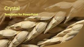  Presentation with ears - Presentation theme consisting of triticum - dried spelt close up background and a  colored foreground