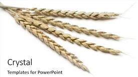  Presentation with dried banana chips - Amazing presentation having triticum - dried spelt on white background backdrop and a white colored foreground