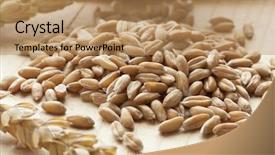  Presentation with wheat - Amazing presentation theme having triticum - heap of raw spelt wheat backdrop and a coral colored foreground