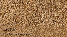  Presentation with seeds - Colorful slide set enhanced with triticum - heirloom organic einkorn wheat seeds backdrop and a coral colored foreground