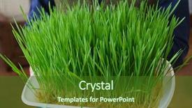  Presentation with wheat in hand - Presentation design consisting of triticum - man holding a tray background and a forest green colored foreground