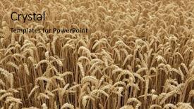  Presentation with summer wheat field blue - Cool new PPT layouts with triticum - ripe wheat field background texture backdrop and a gold colored foreground
