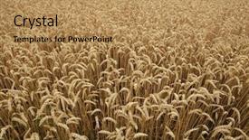  Presentation with summer wheat field blue - Beautiful slides featuring triticum - ripe wheat field background texture backdrop and a coral colored foreground