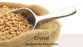  Presentation with whats the scoop - Presentation featuring triticum - spelt in a burlap bag background and a  colored foreground