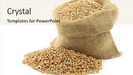  Presentation with bag - Beautiful presentation theme featuring triticum - spelt in a burlap bag backdrop and a  colored foreground