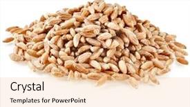  Presentation with food grains - Audience pleasing presentation theme consisting of triticum - stack heap of grains spelt backdrop and a lemonade colored foreground