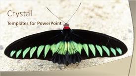  Presentation with world - Audience pleasing PPT layouts consisting of trogonoptera-albescens-brookiana-butterfly backdrop and a cream colored foreground