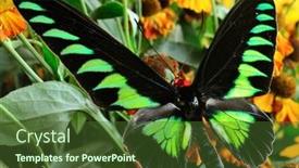  Presentation with grass - Presentation having trogonoptera-brookiana-in-the-grass background and a tawny brown colored foreground