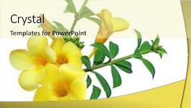  Presentation with iris flower yellow - Theme with trompeta - allamanda flower yellow bell isolated background and a blonde colored foreground