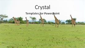  Presentation with landscapes of savanna serengeti tanzania - Presentation design consisting of troop - closeup of masai giraffe scientific background and a white colored foreground