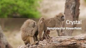  Presentation with olive - Audience pleasing presentation design consisting of troop - closeup of olive baboons scientific backdrop and a coral colored foreground