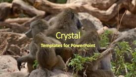  Presentation with olive oil and products - Beautiful presentation featuring troop of olive baboons preening backdrop and a tawny brown colored foreground