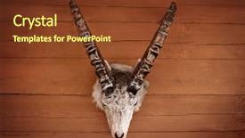  Presentation with trophy - Presentation theme featuring trophy of the hunter animal background and a tawny brown colored foreground