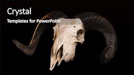  Presentation with skull - Colorful theme enhanced with trophy orange color - ram skull with horns isolated backdrop and a black colored foreground