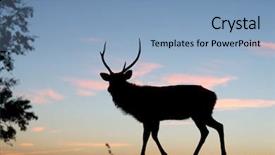  Presentation with color orange - Beautiful presentation theme featuring trophy orange color - silhouette of deer against sky backdrop and a light blue colored foreground