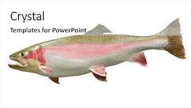  Presentation with trout - Beautiful presentation theme featuring trophy rainbow trout isolated with clipping path backdrop and a white colored foreground