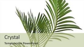  Presentation with palm tree - Slide set featuring tropical - green leaf of palm tree background and a mint green colored foreground