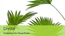  Presentation with palm leaves - Slide deck featuring tropical - green palm leaves livistona rotundifolia background and a yellow colored foreground