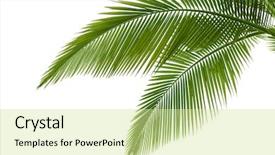  Presentation with palm leaves - Amazing slide deck having tropical - palm leaves isolated on white backdrop and a soft green colored foreground